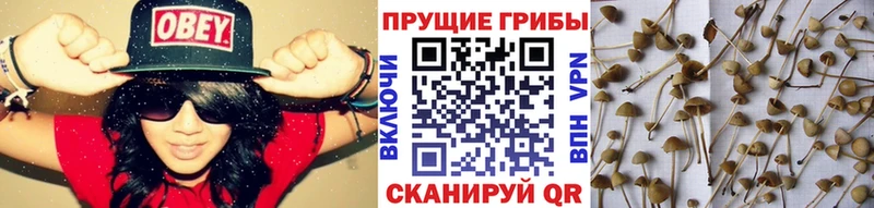 Галлюциногенные грибы MAGIC MUSHROOMS  Касли 